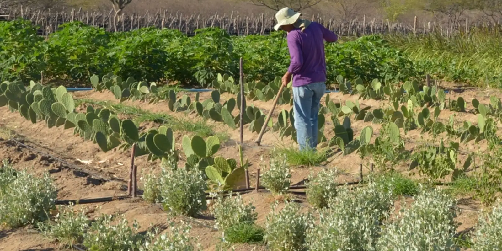 cmn-simplifica-credito-rural-a-populacoes-tradicionais-e-extrativistas