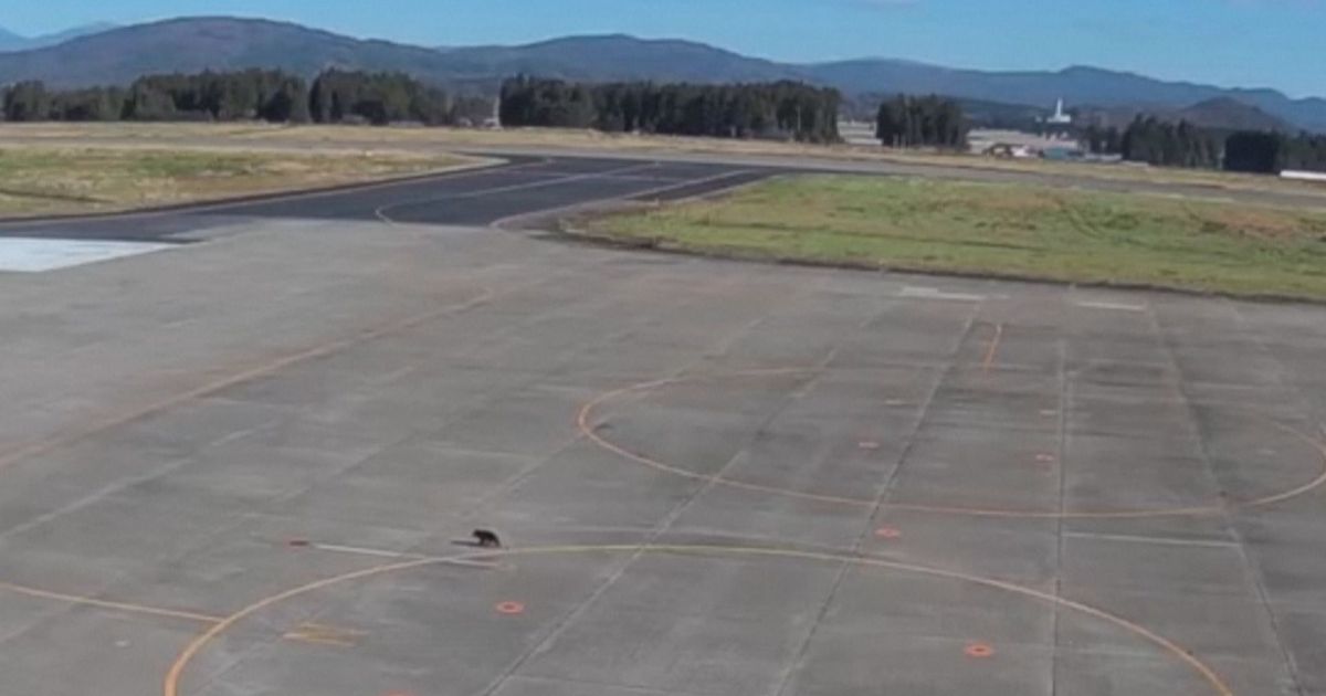 invasao-de-urso-fecha-pista-de-aeroporto-no-japao