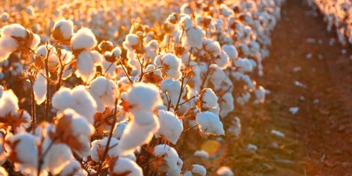 do-campo-a-etiqueta:-rastreio-de-algodao-brasileiro-vira-ativo-global