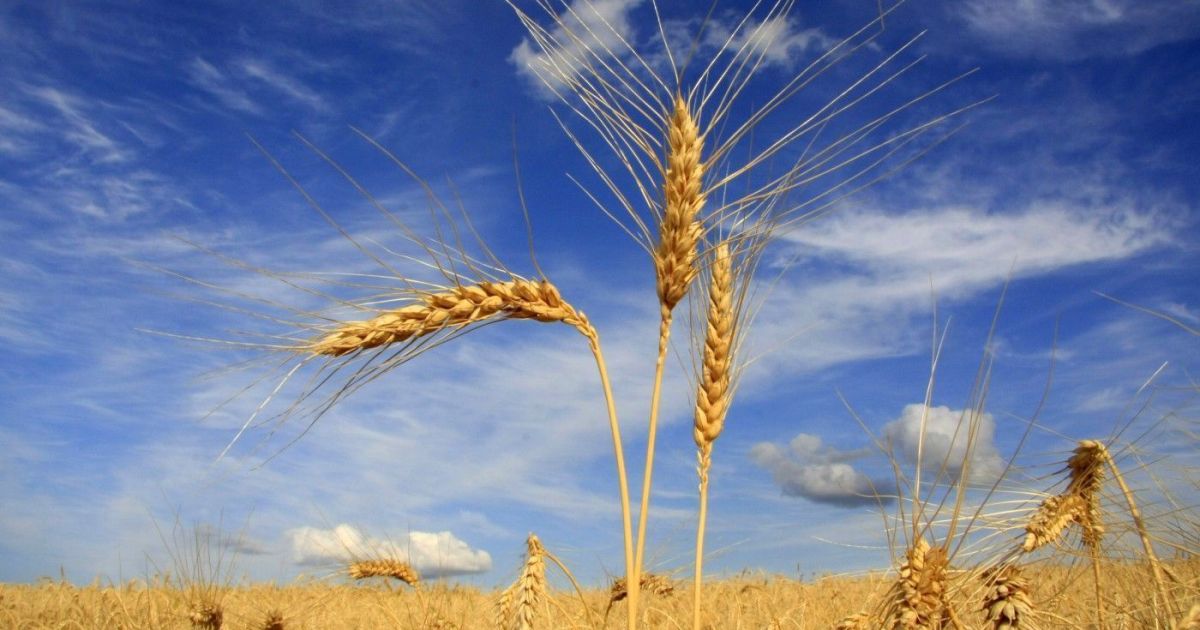 corte-de-taxa-da-soja-e-trigo-na-argentina-tem-impacto-limitado-no-brasil